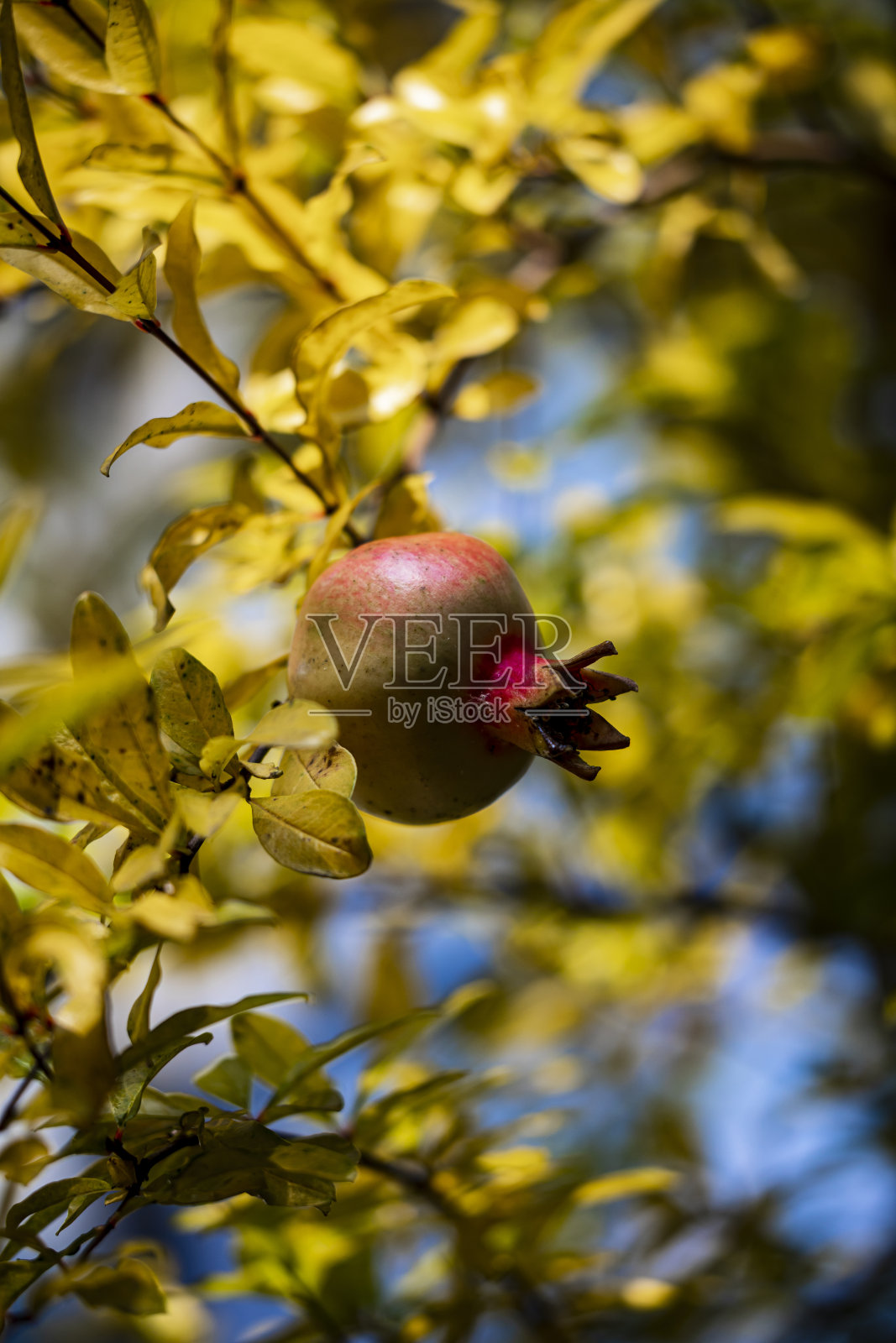 野生覆盆子照片摄影图片
