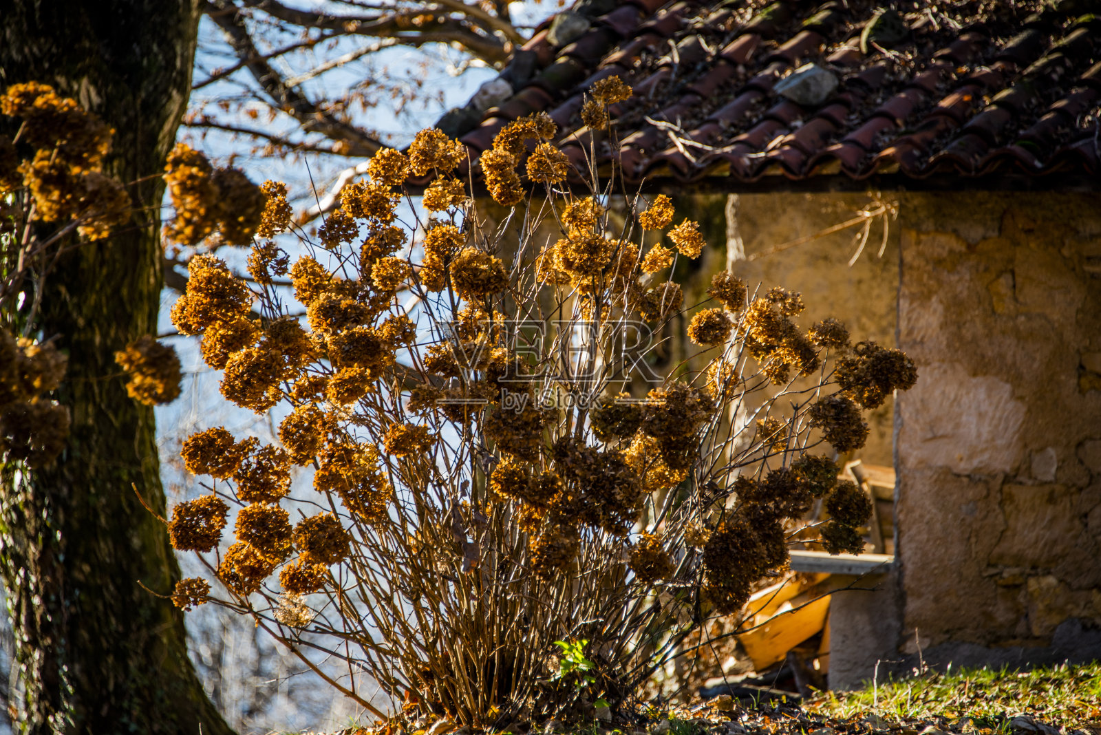 干燥的绣球花照片摄影图片