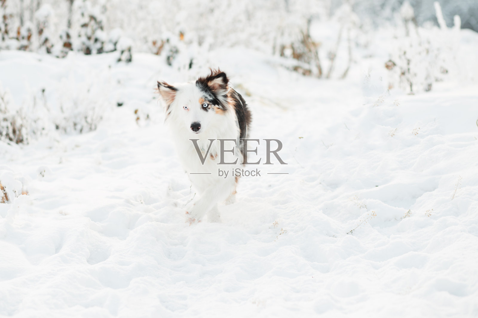 在冬季森林中奔跑的澳大利亚牧羊犬。冰冻的植物。照片摄影图片