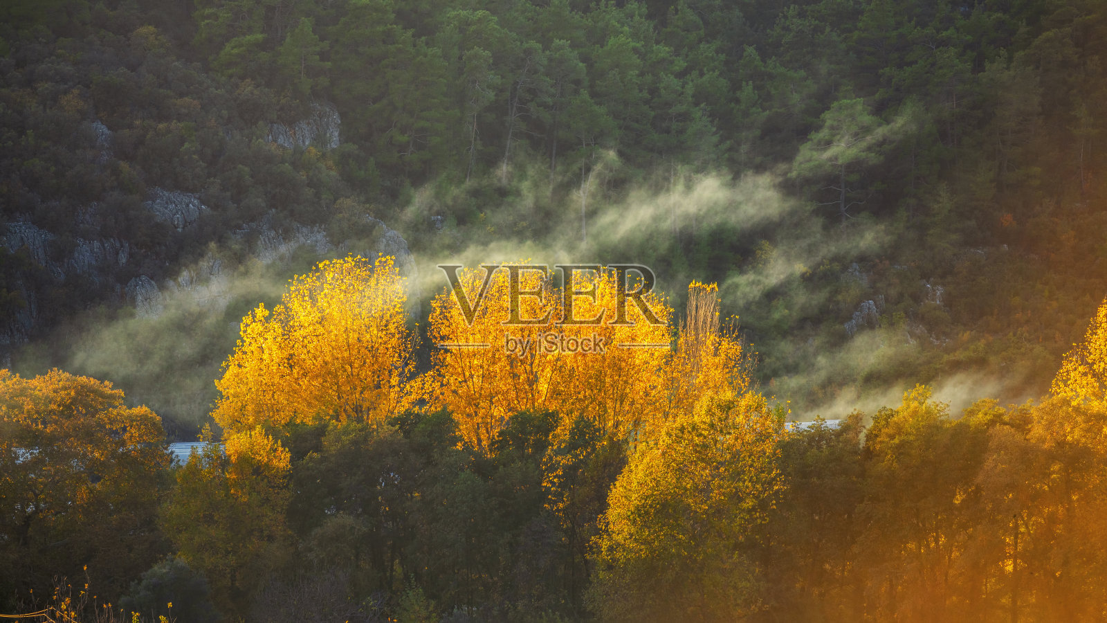 秋天的景色是白杨树照片摄影图片