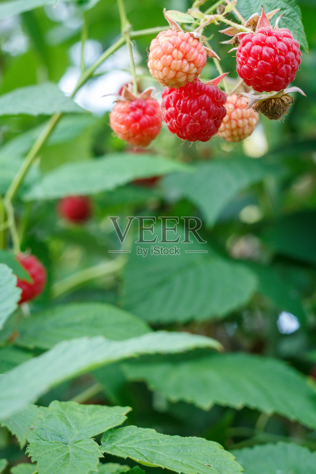 成熟和未成熟的覆盆子都种在花园里。照片摄影图片