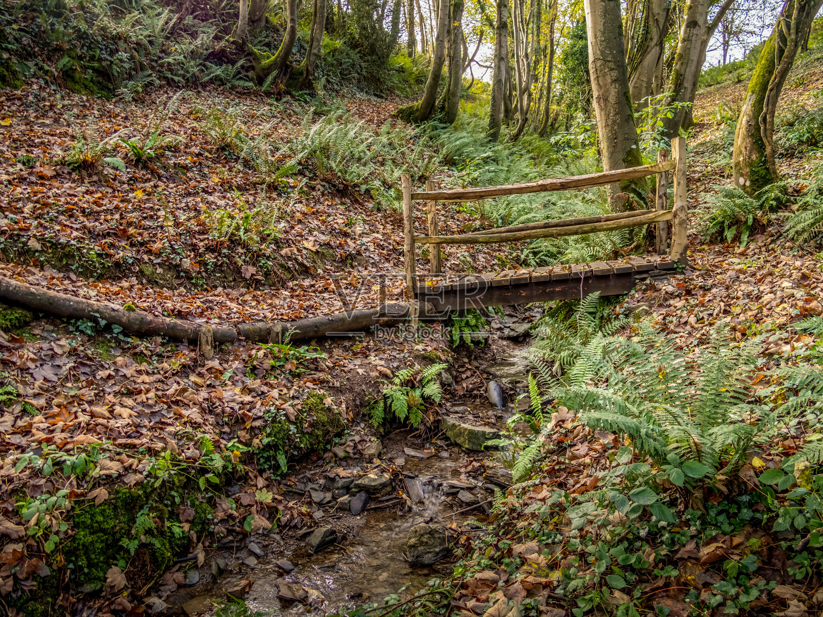英国风景与老木桥上林地小溪。照片摄影图片