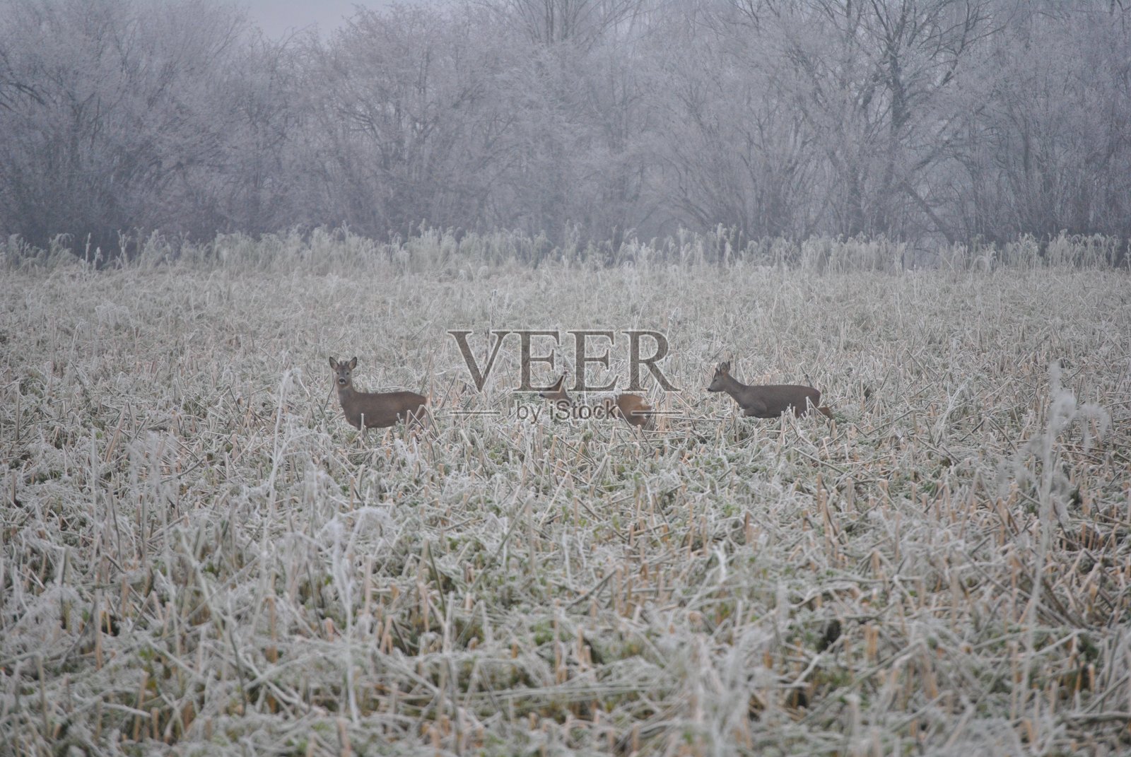 田野里的鹿照片摄影图片