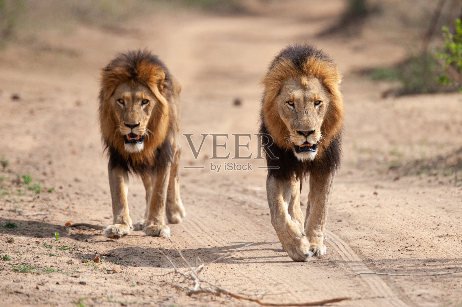 2雄狮照片摄影图片