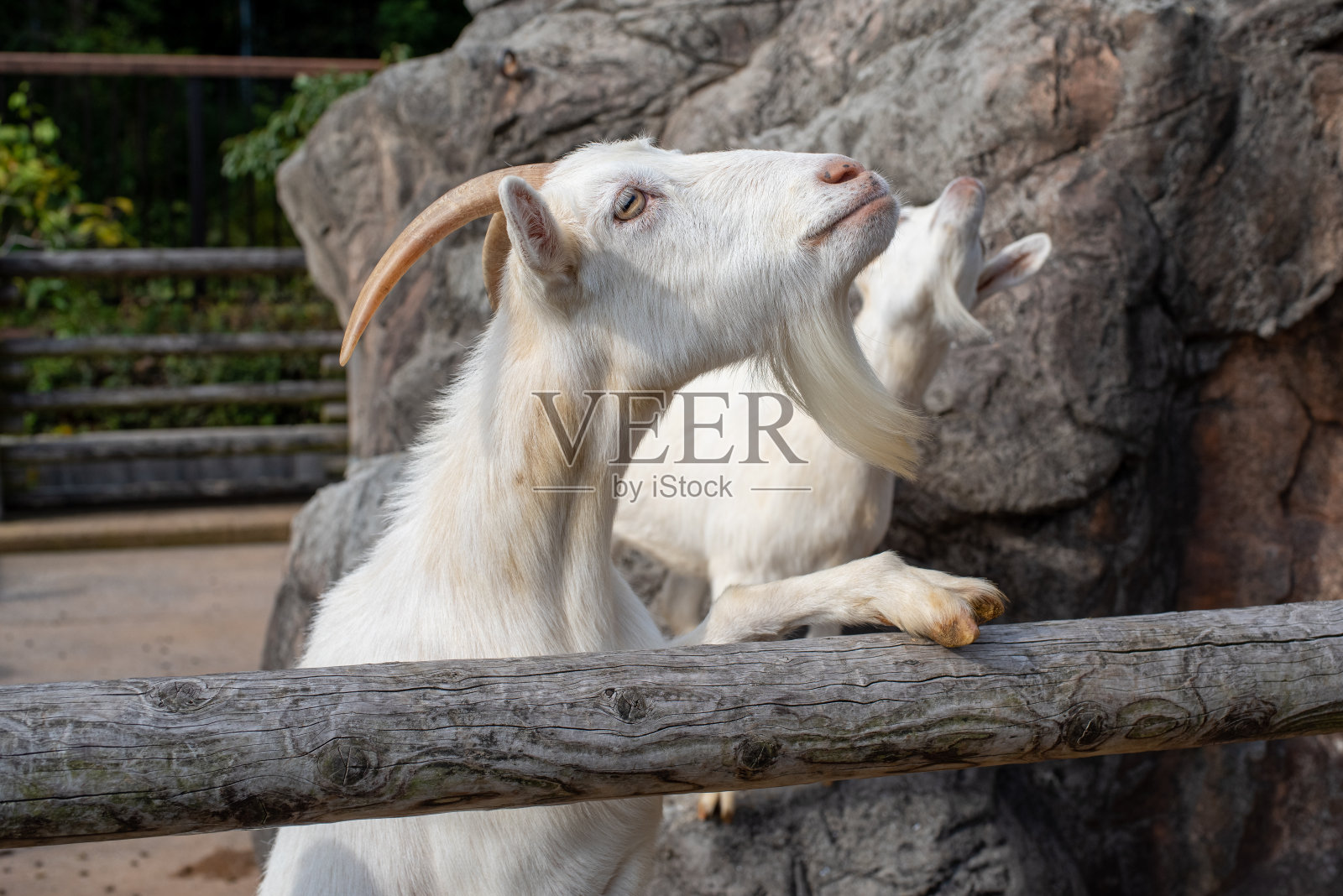 山羊照片摄影图片