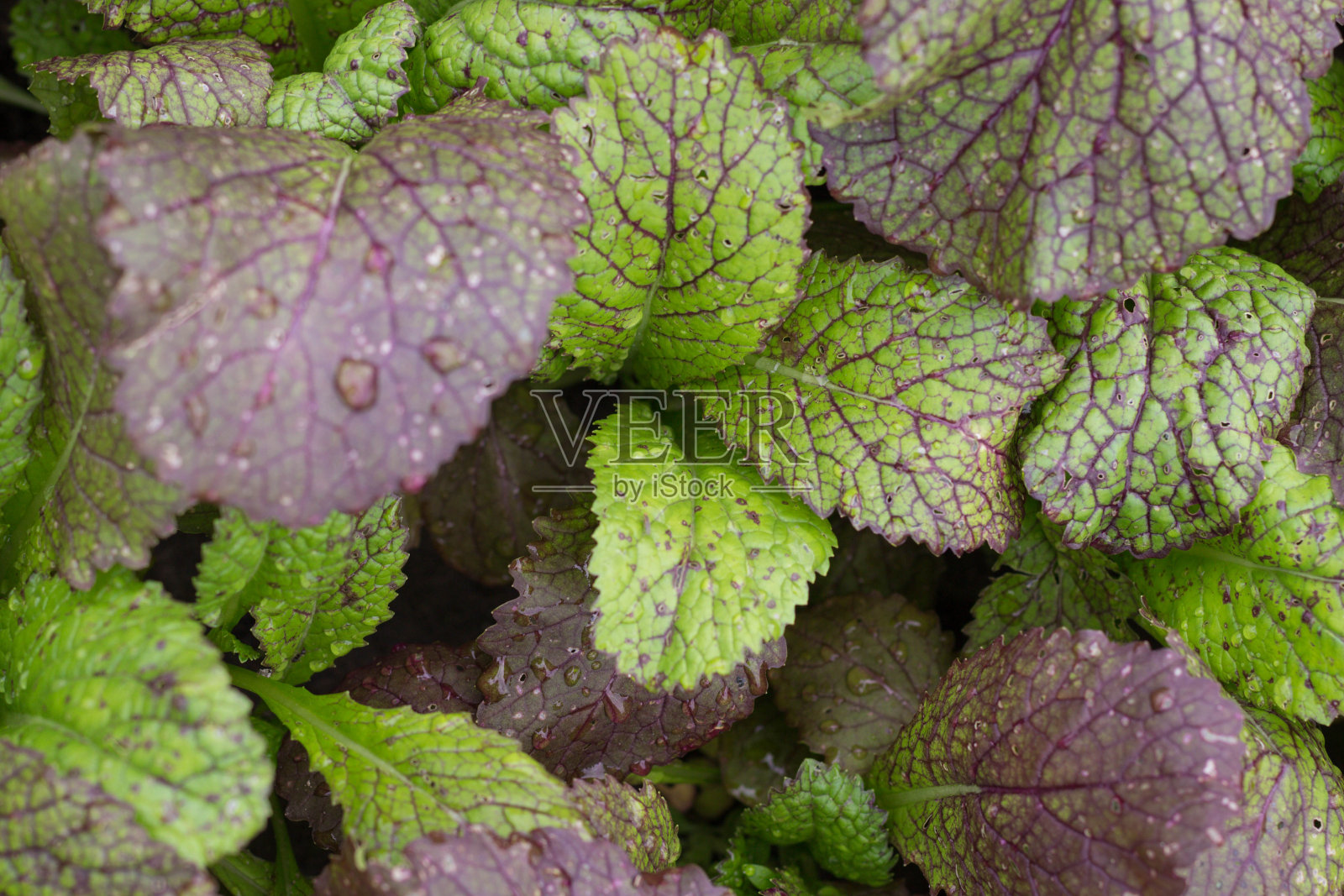 红色的芥末。紫绿色芥末叶与水滴特写。芥菜,俯视图。对素食者有用的香料和素食者的营养和维生素。照片摄影图片