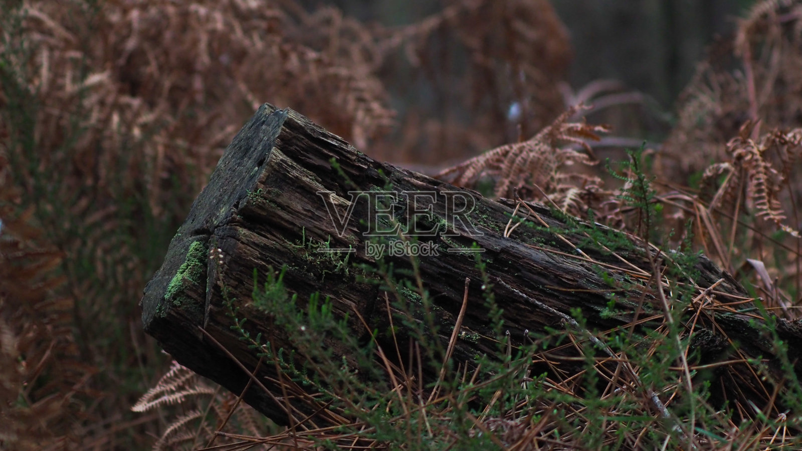 惨淡而沉闷的森林景观照片摄影图片
