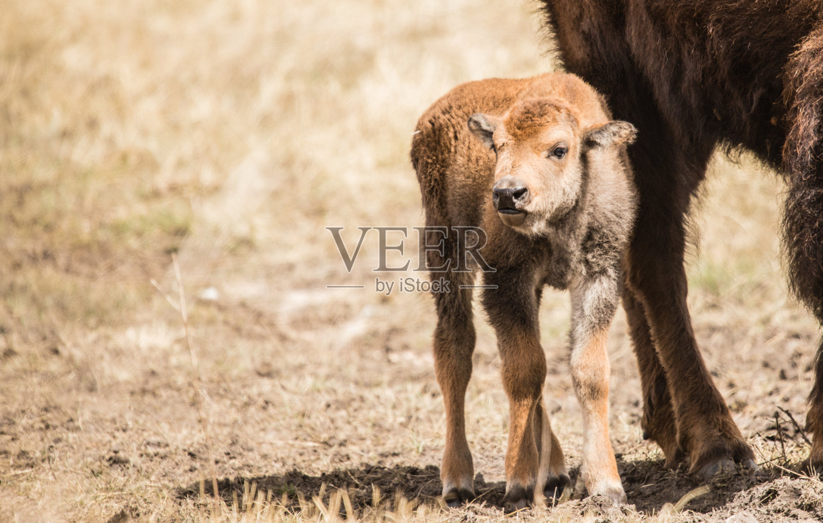 美洲野牛牧场照片摄影图片