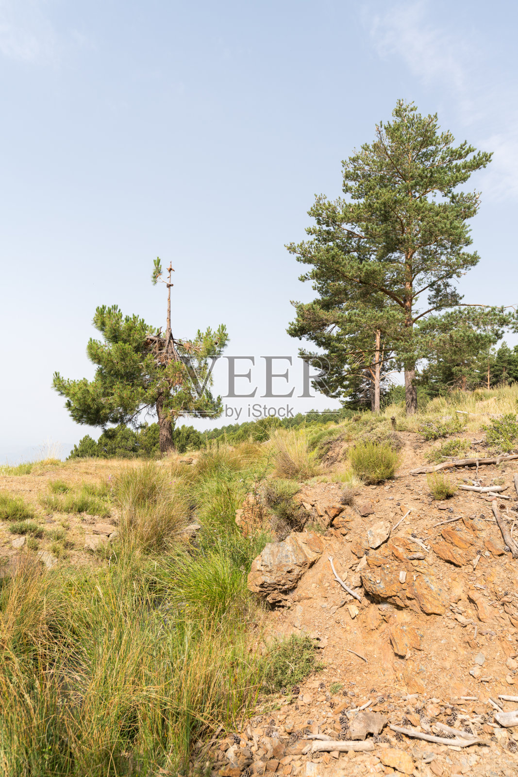 内华达山脉的松树照片摄影图片