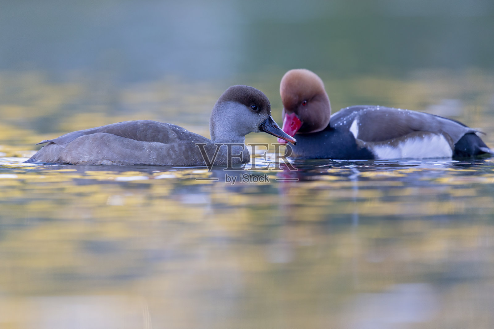 一只雄性和雌性红冠潜鸭(Netta rufina)在城市的一个彩色池塘里游泳和觅食。照片摄影图片