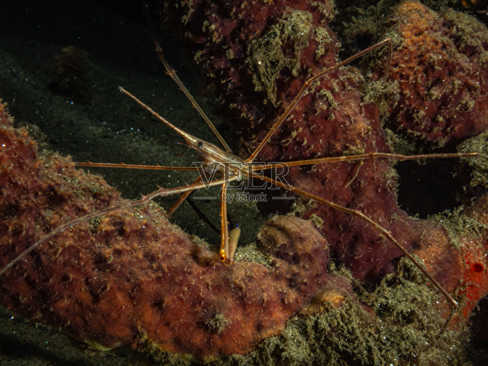 在海湾的水下照片摄影图片