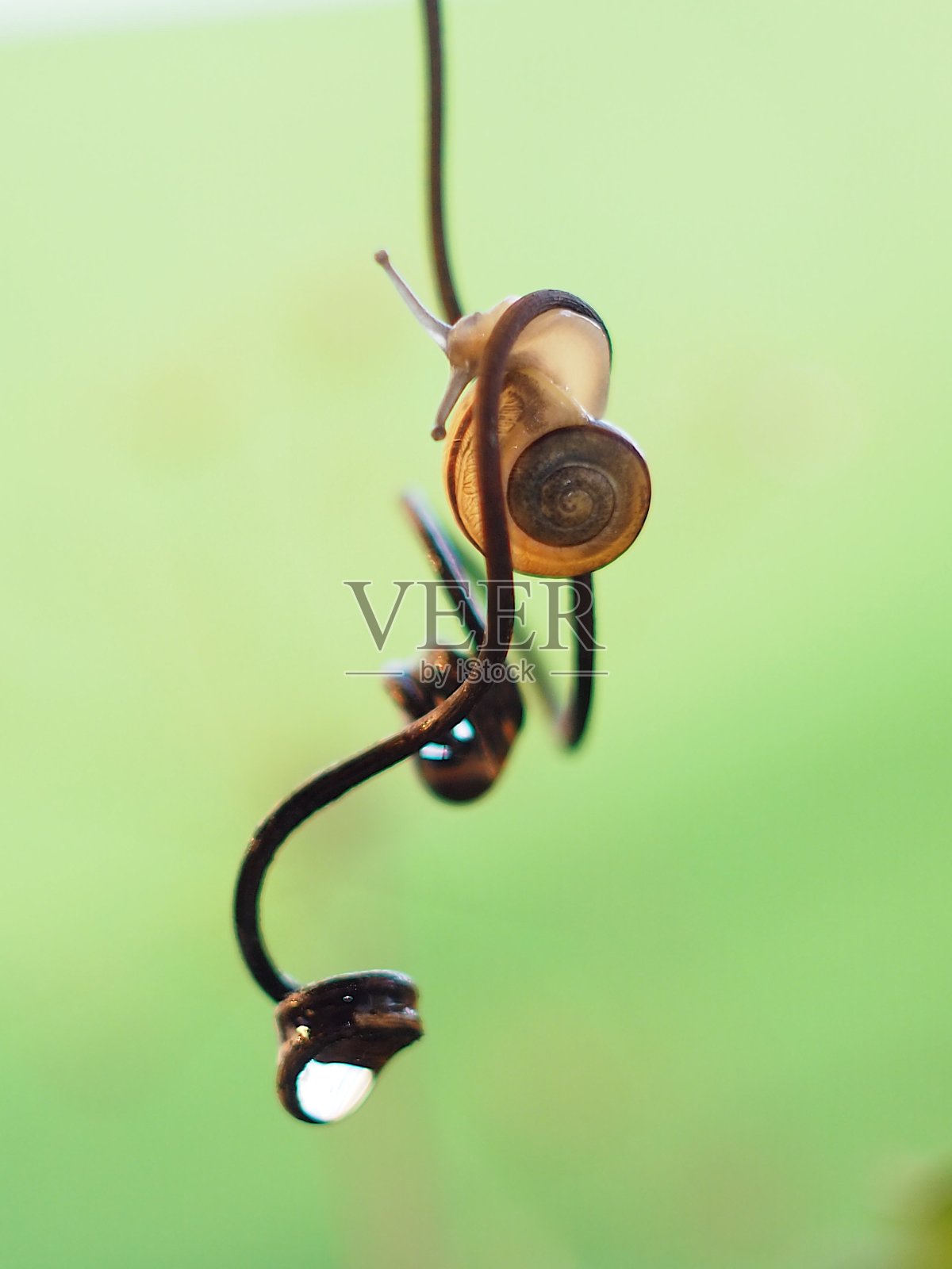 花园蜗牛照片摄影图片