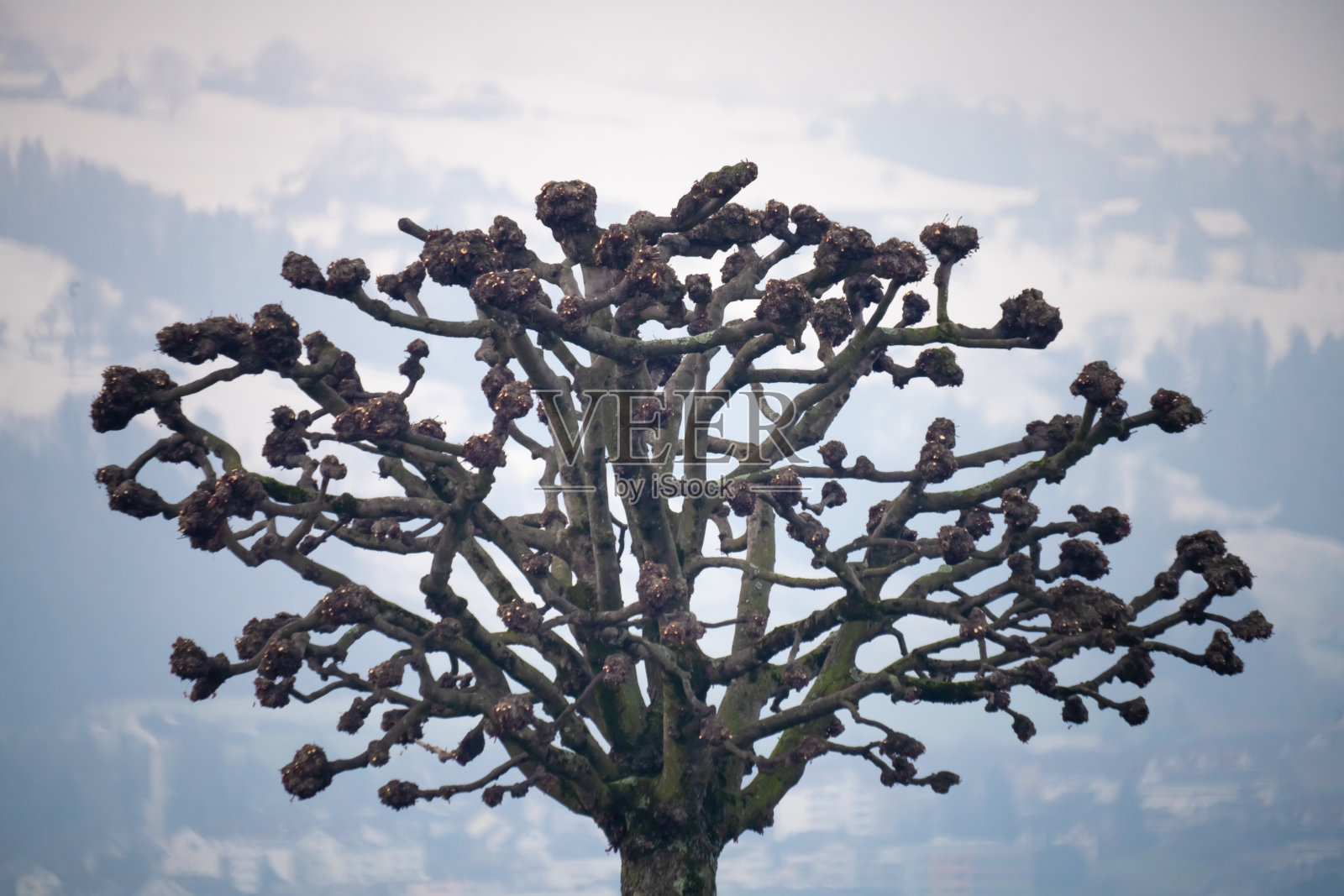 冬季,瑞士上苏黎世湖(Obersee)岸边,被截掉的悬铃木(Platanus)树的剪影有着独特的美丽照片摄影图片