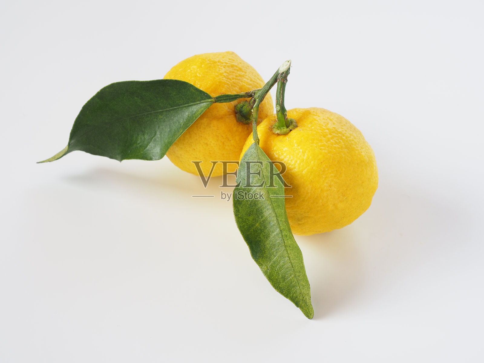 白色背景上的日本柚子照片摄影图片