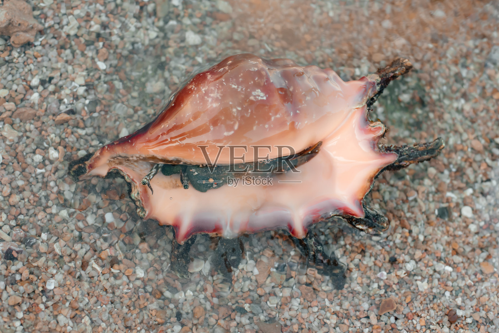 蛤蜊特写照片摄影图片