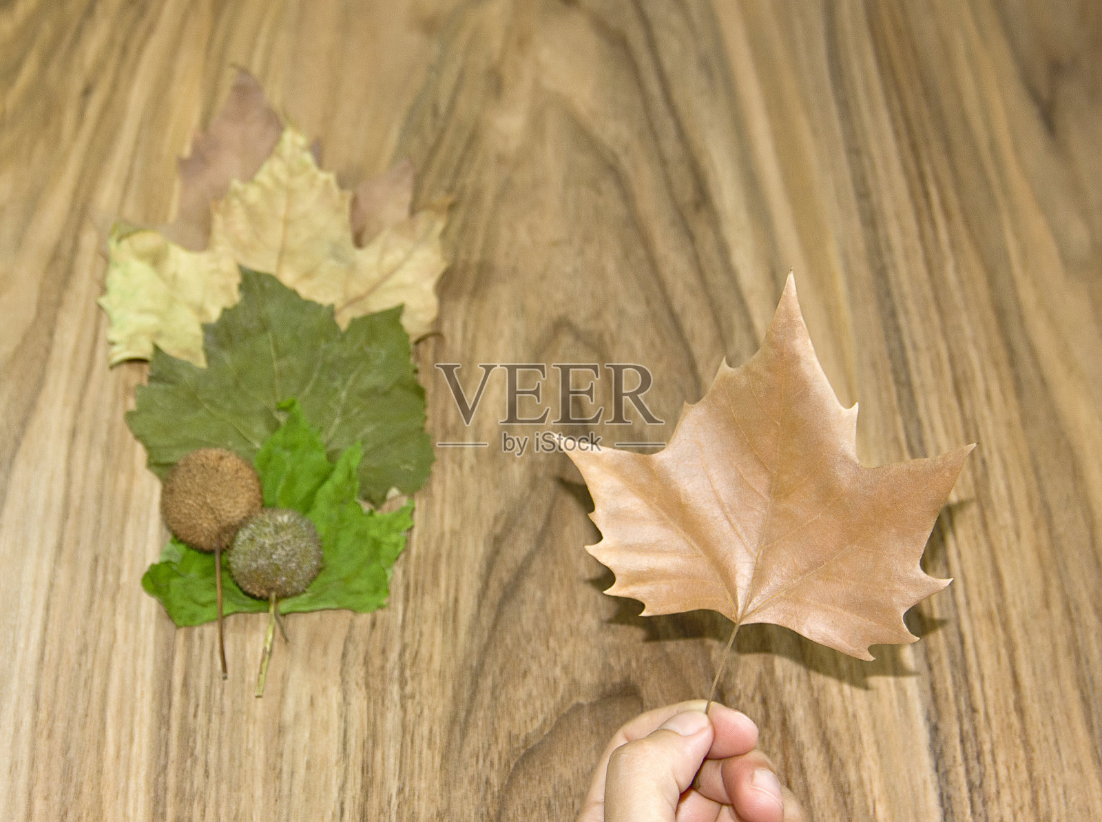 飞机树叶照片摄影图片