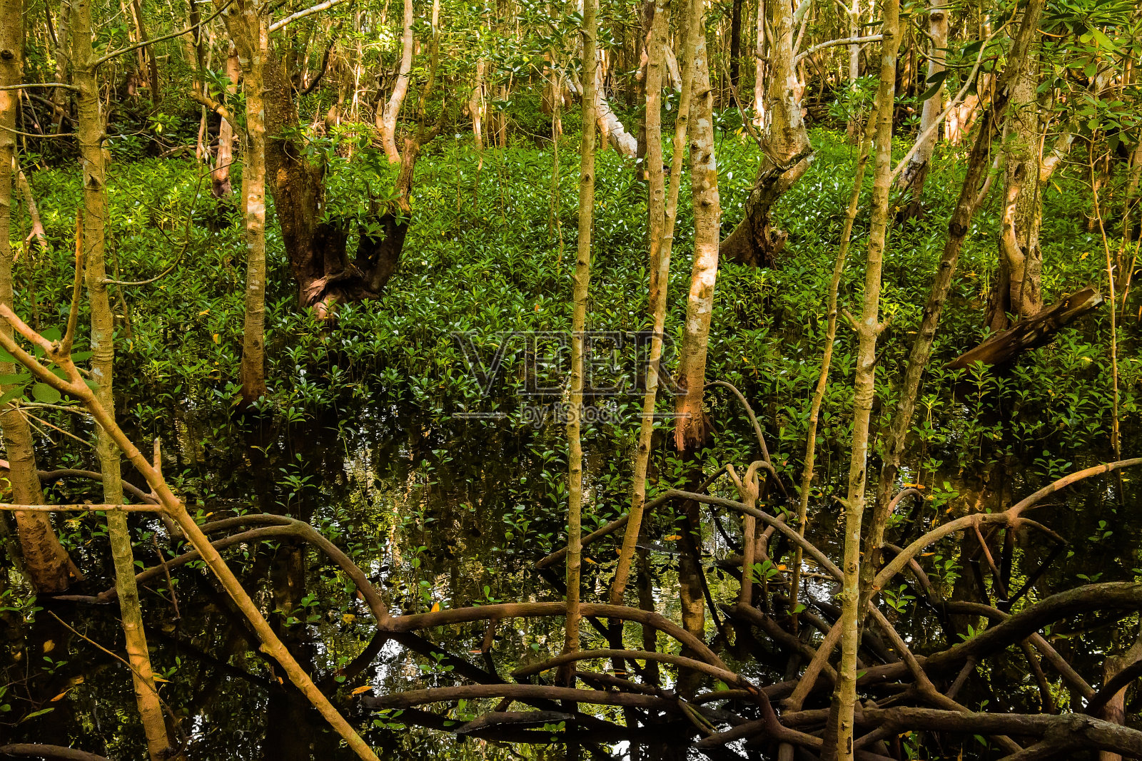 坦桑尼亚桑给巴尔的一种红树林,在夏天阳光明媚的日子里生长在淡水中,有绿色的叶子和长长的根照片摄影图片