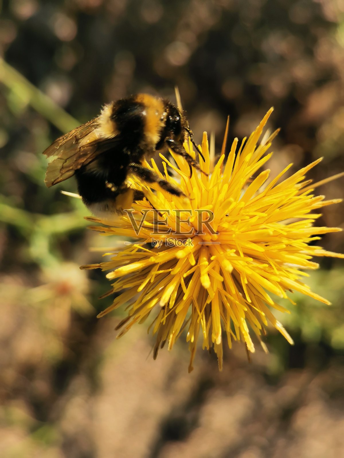 拯救地球,拯救蜜蜂照片摄影图片