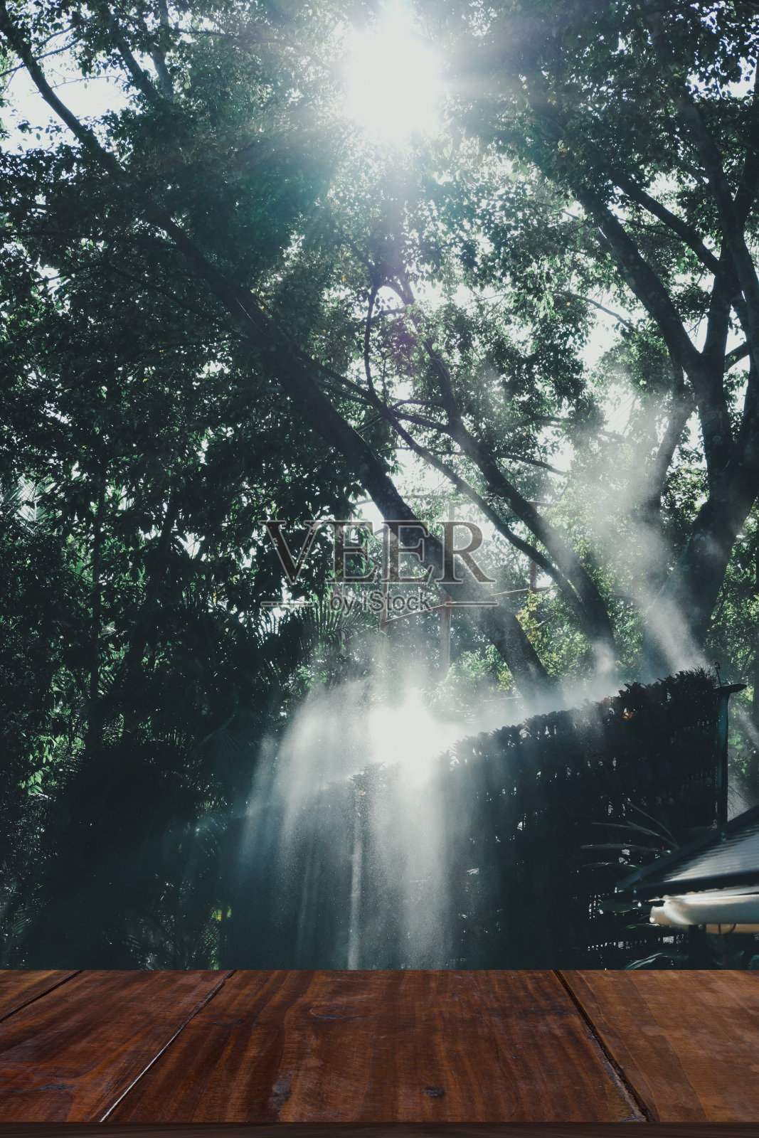 清晨的阳光照在花园里的薄雾上。照片摄影图片