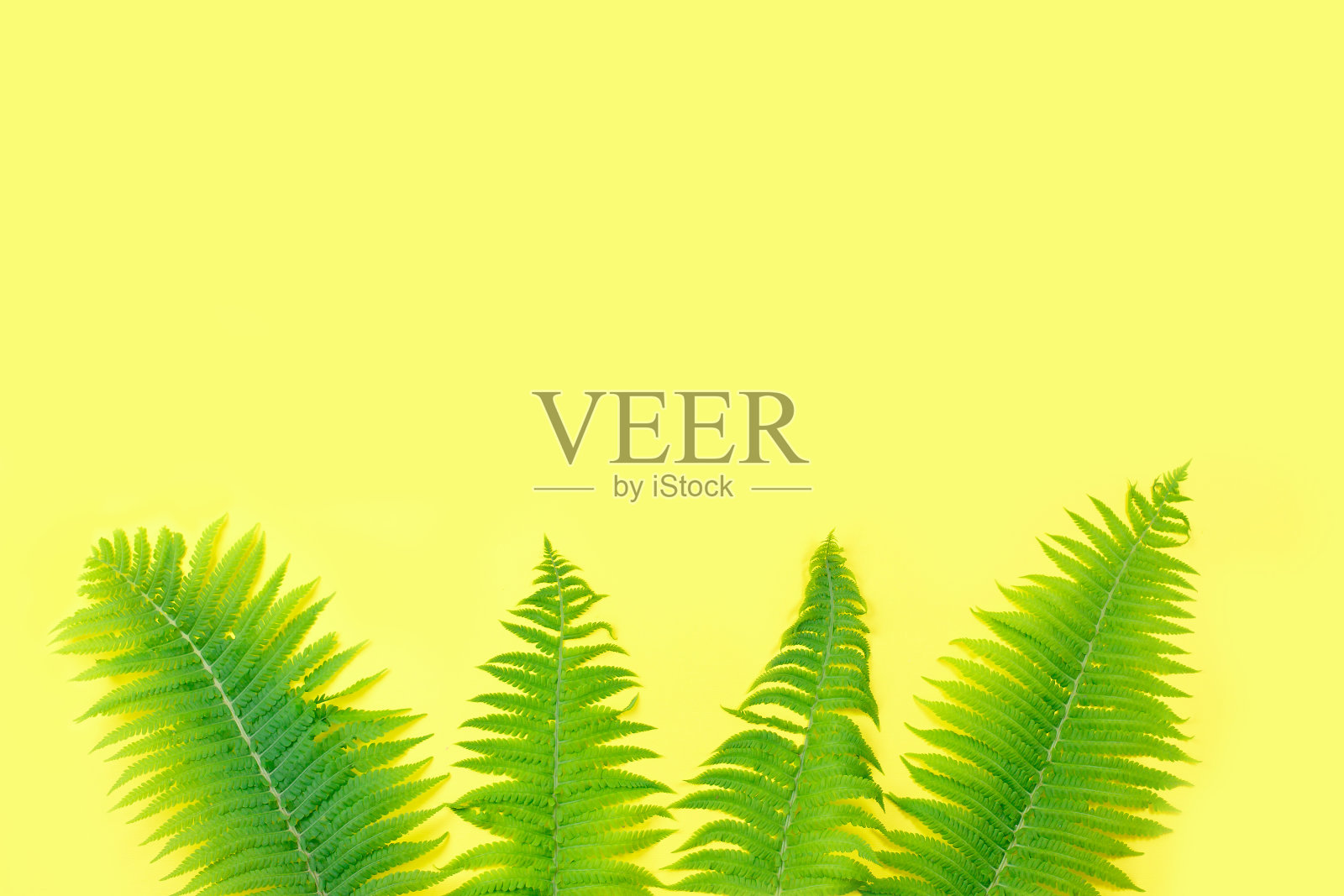 蕨类叶子嵌在黄色背景的画框里。照片摄影图片