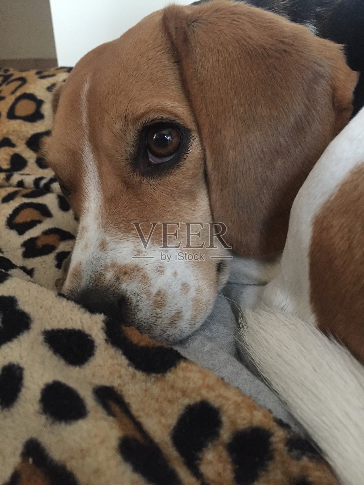 宠物爱照片摄影图片