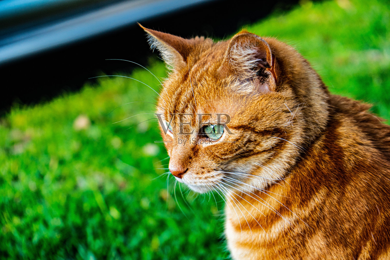 橙色的猫照片摄影图片