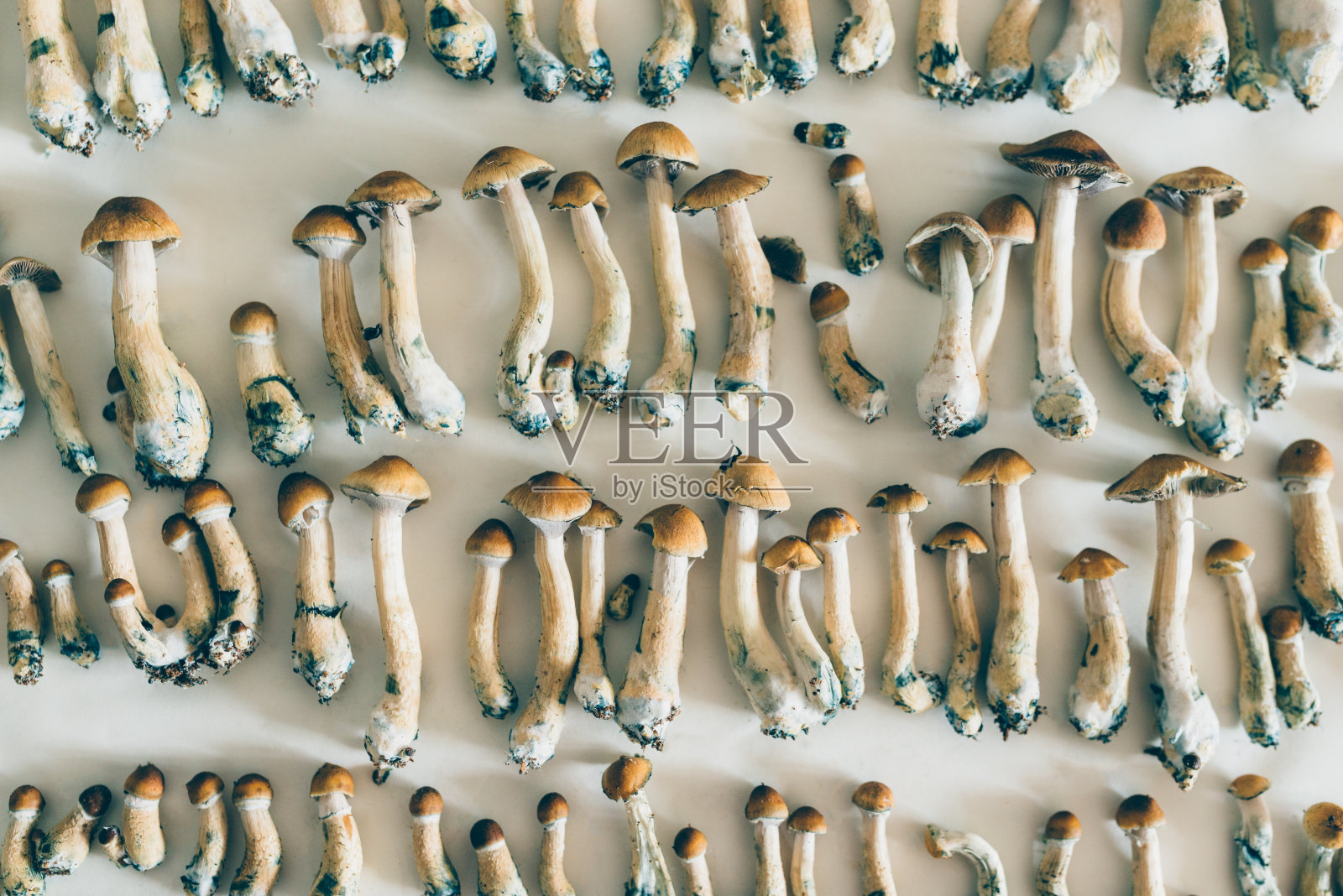 干燥致幻剂蘑菇照片摄影图片