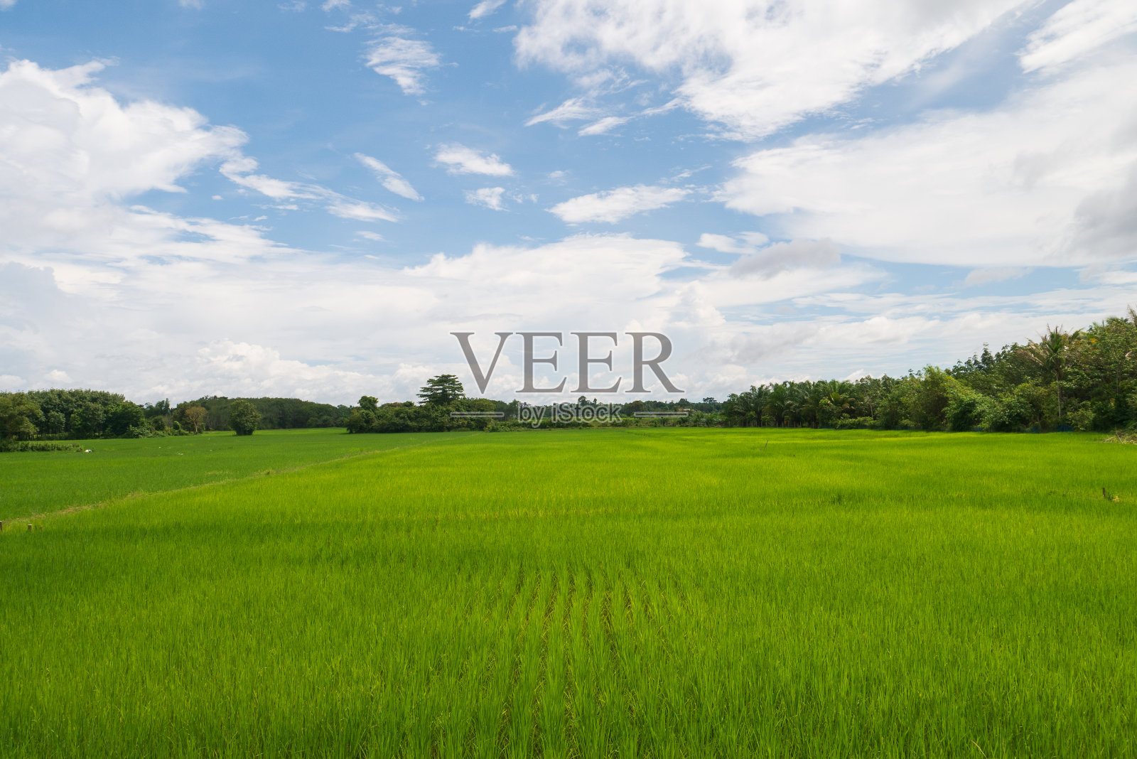 选择性聚焦自然绿草稻田农业,山前有晴空云景风景景观背景照片摄影图片