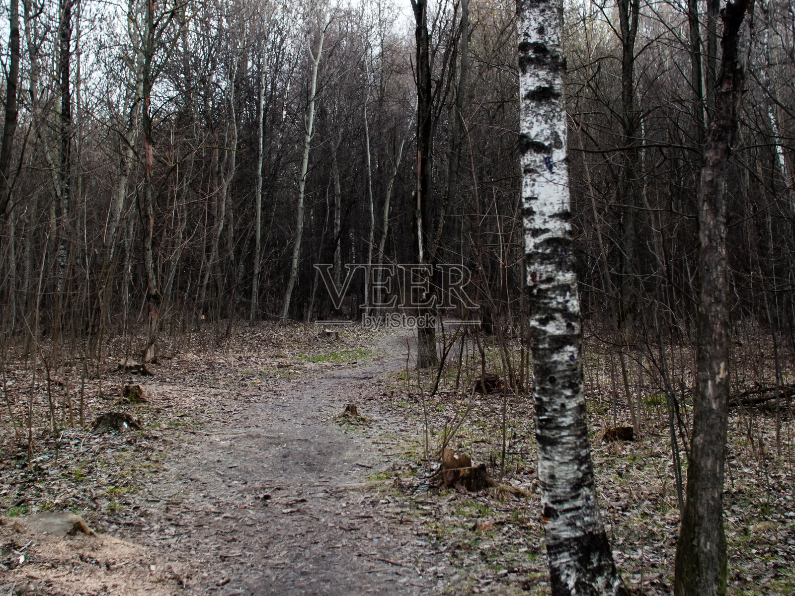 春天穿过森林的小路照片摄影图片