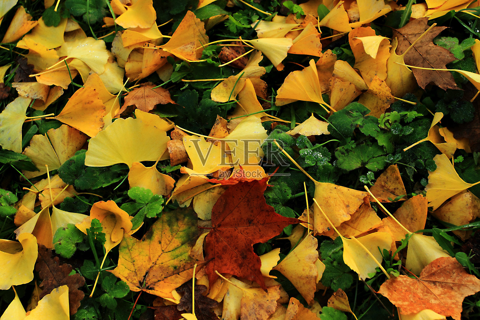 树木,秋天,背景,森林,蕨,叶子,湖照片摄影图片