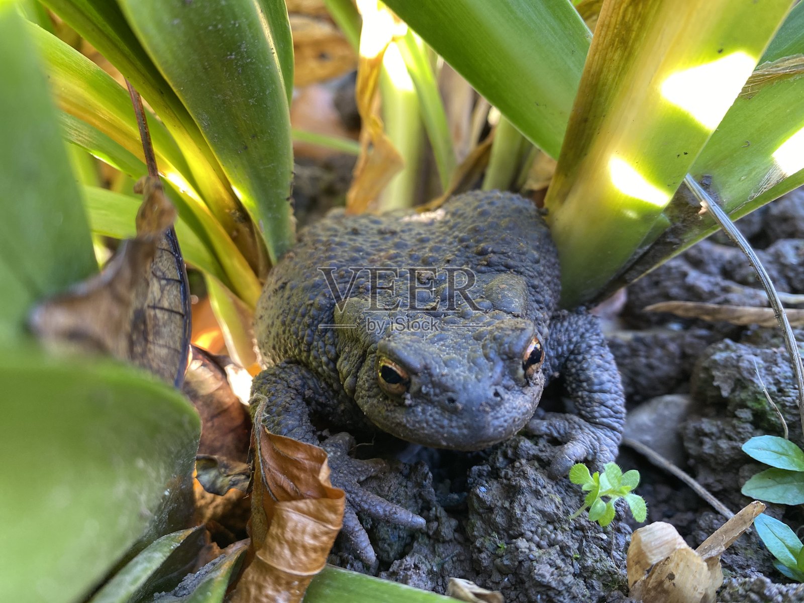 一只普通的蟾蜍躲在一棵忍冬花里照片摄影图片