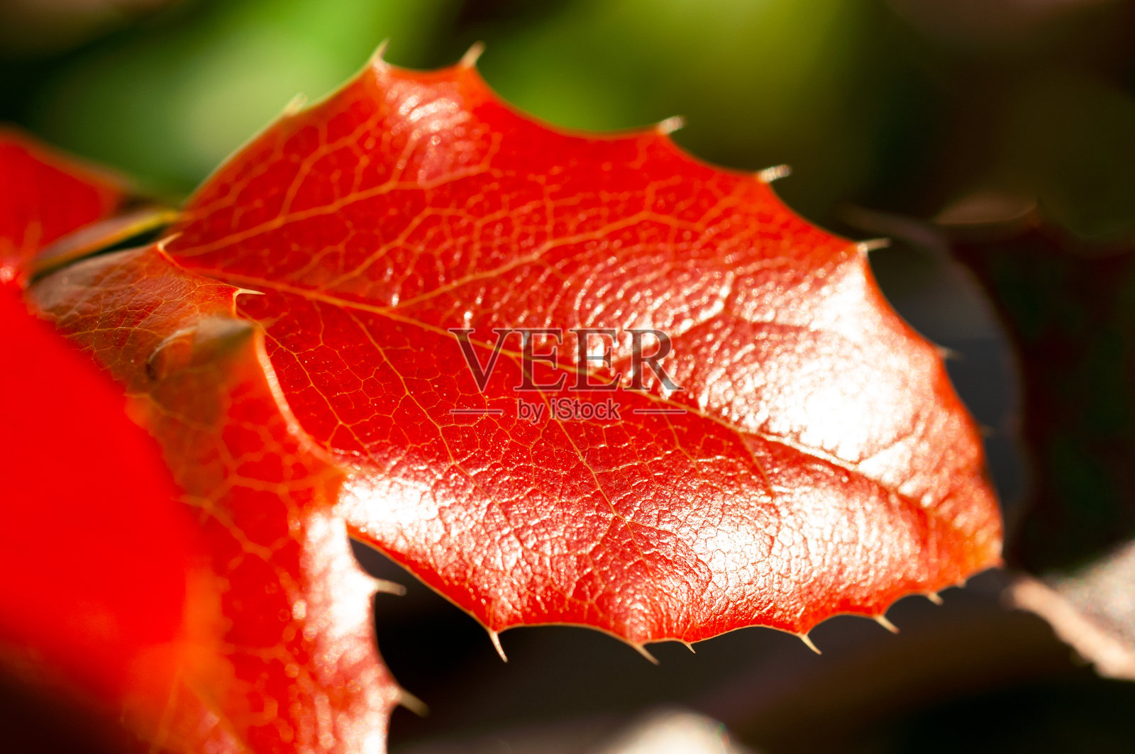秋天早晨的红叶照片摄影图片