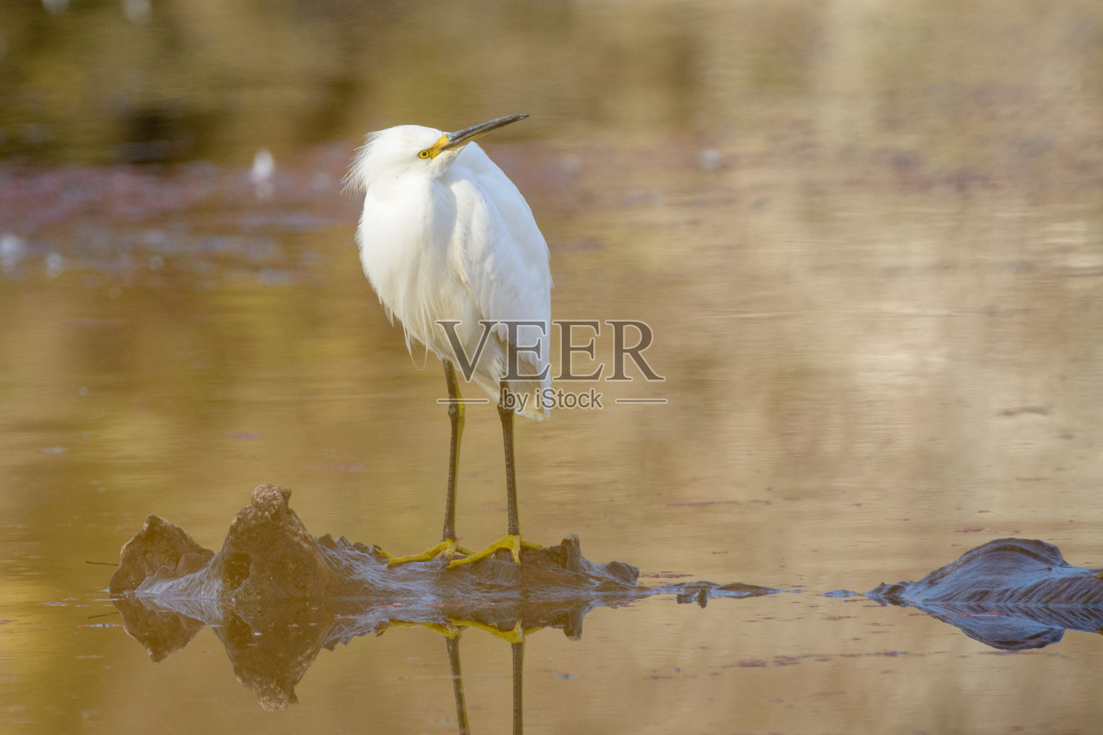 白鹭栖息在一根漂浮的圆木上打猎照片摄影图片