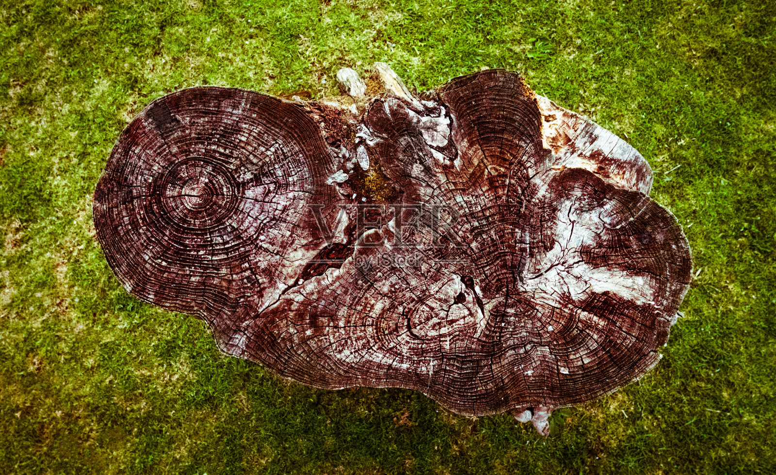 顶视图的砍树与绿草的背景照片摄影图片