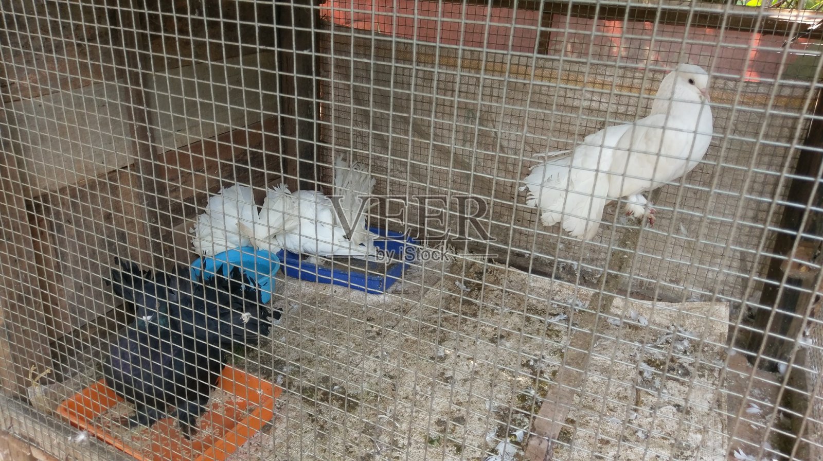 笼子里的鸽子照片摄影图片