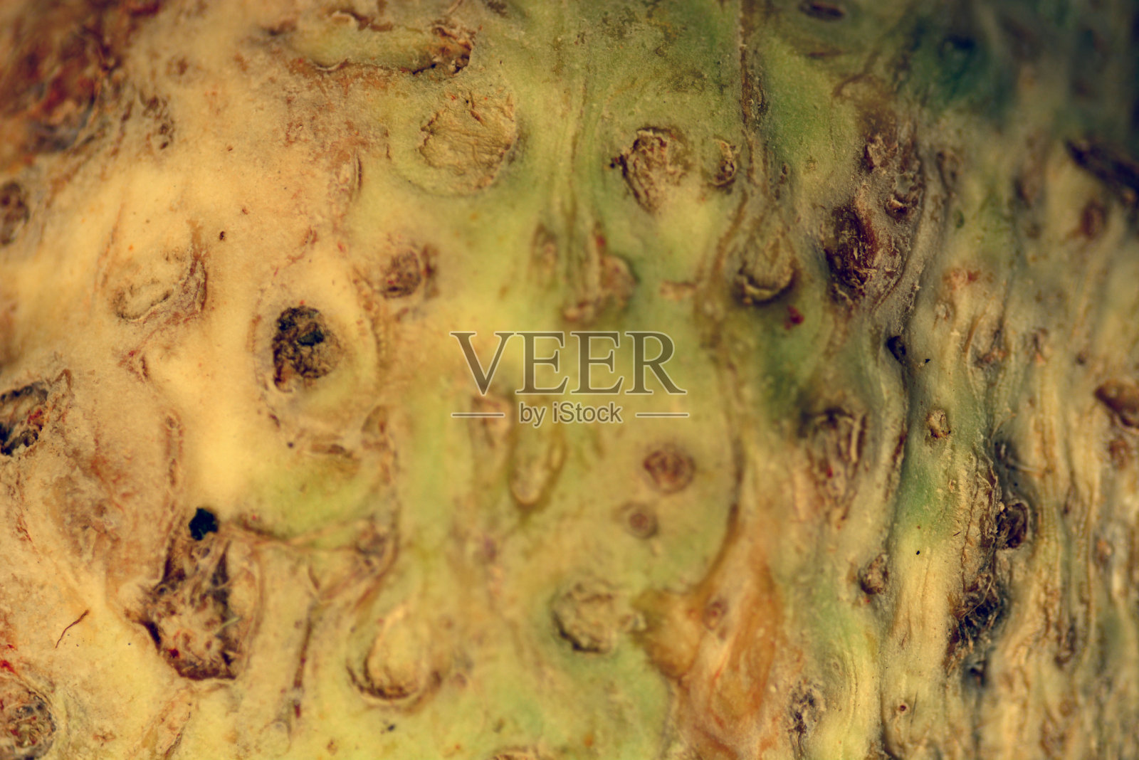 块根芹照片摄影图片