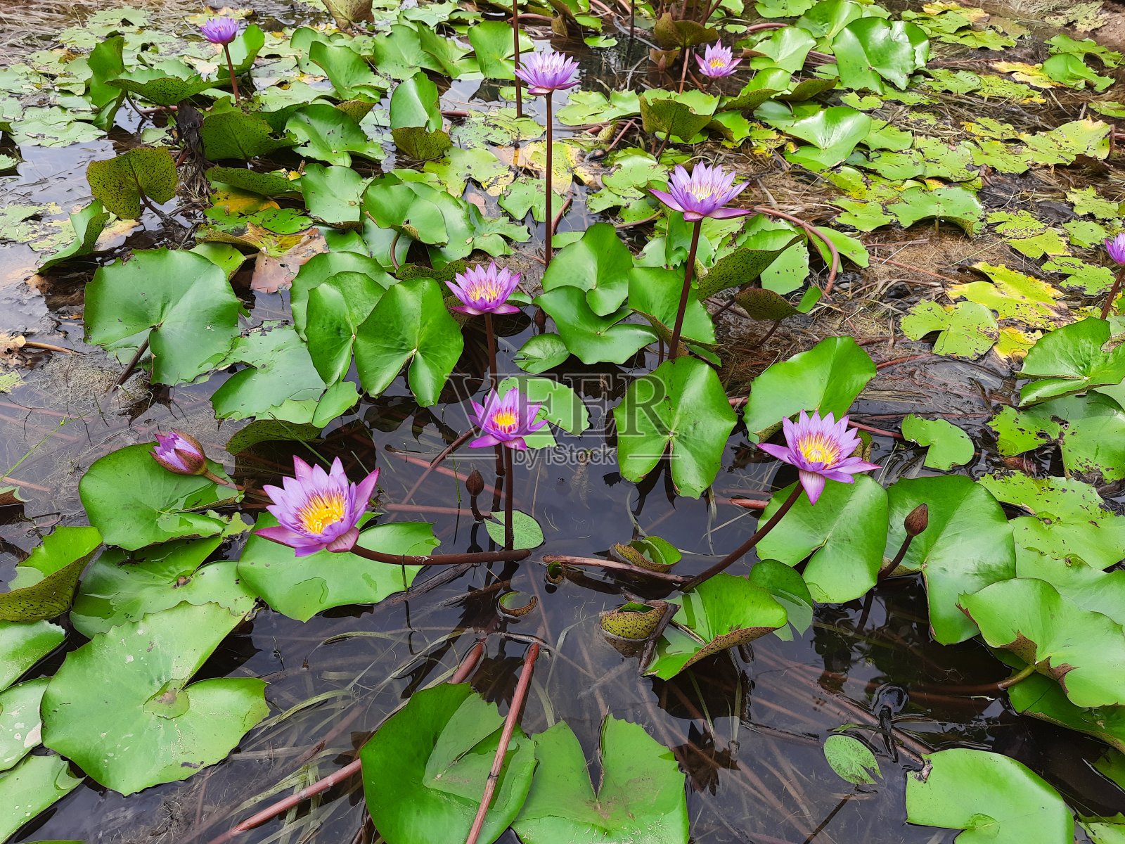 莲花池照片摄影图片