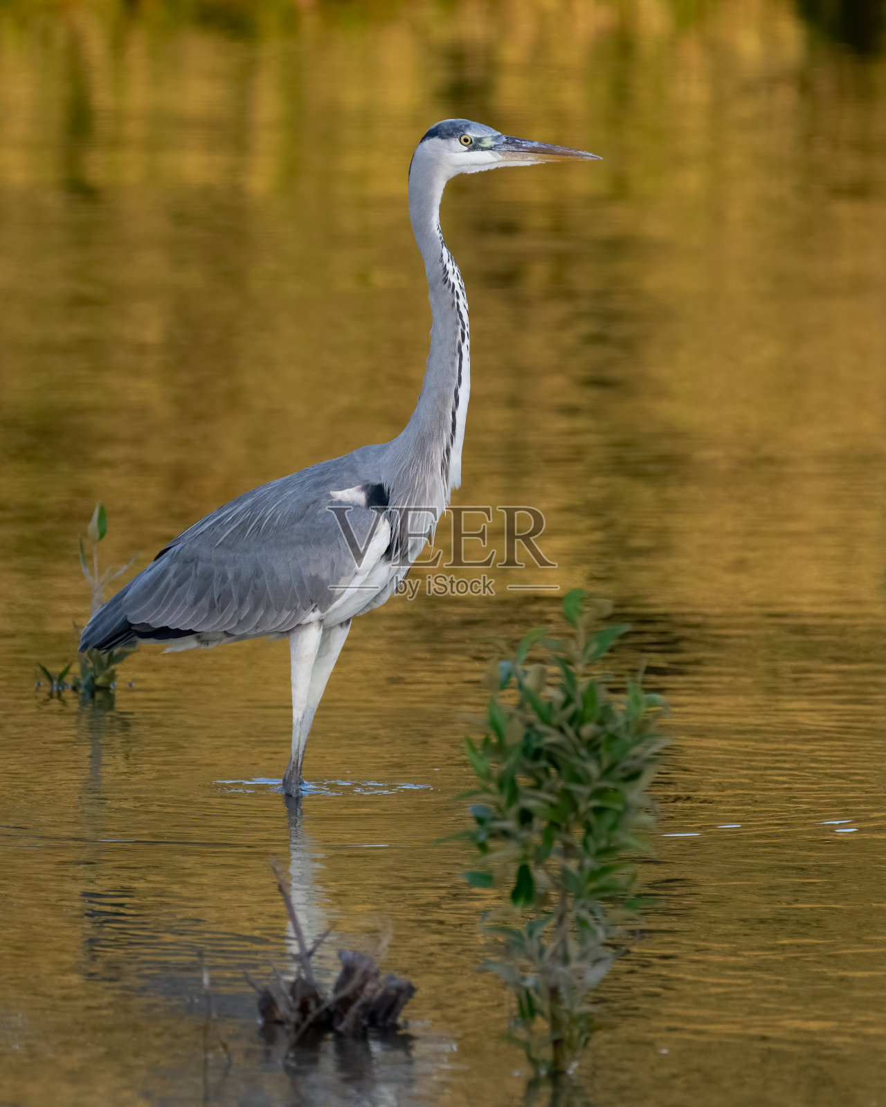 金色光芒中的苍鹭照片摄影图片