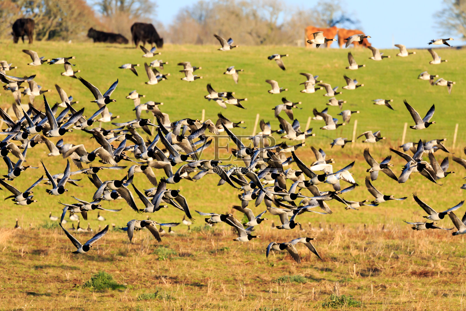 黑雁鹅照片摄影图片