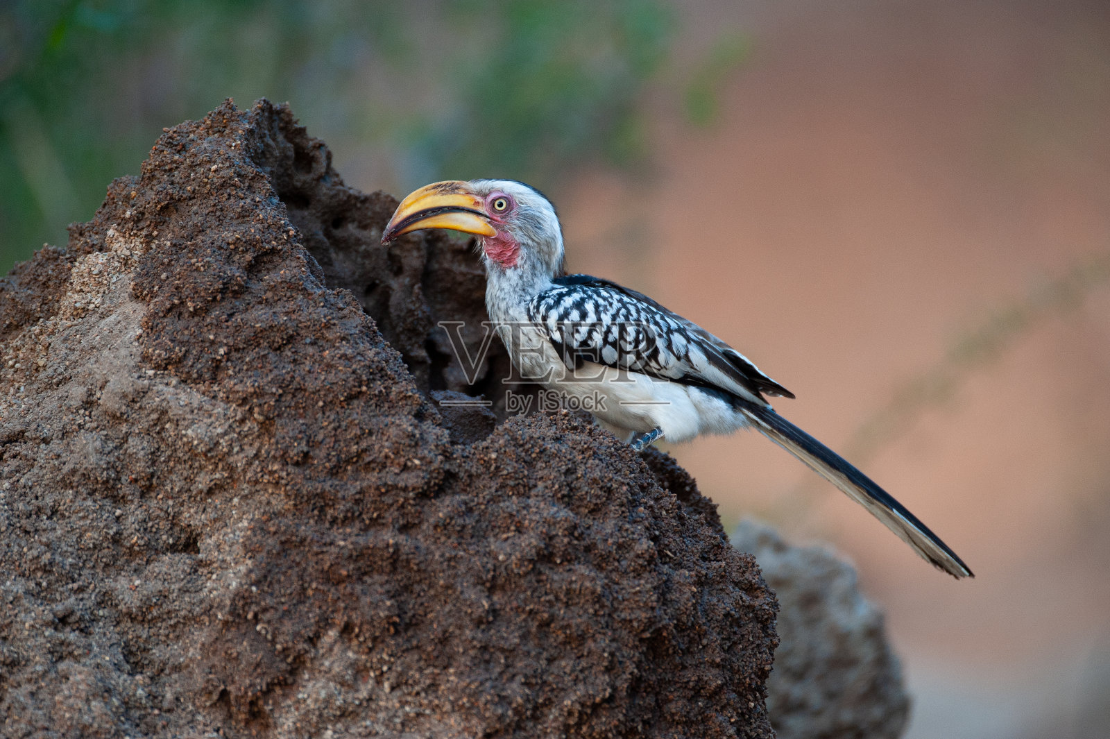 黄嘴犀鸟觅食照片摄影图片