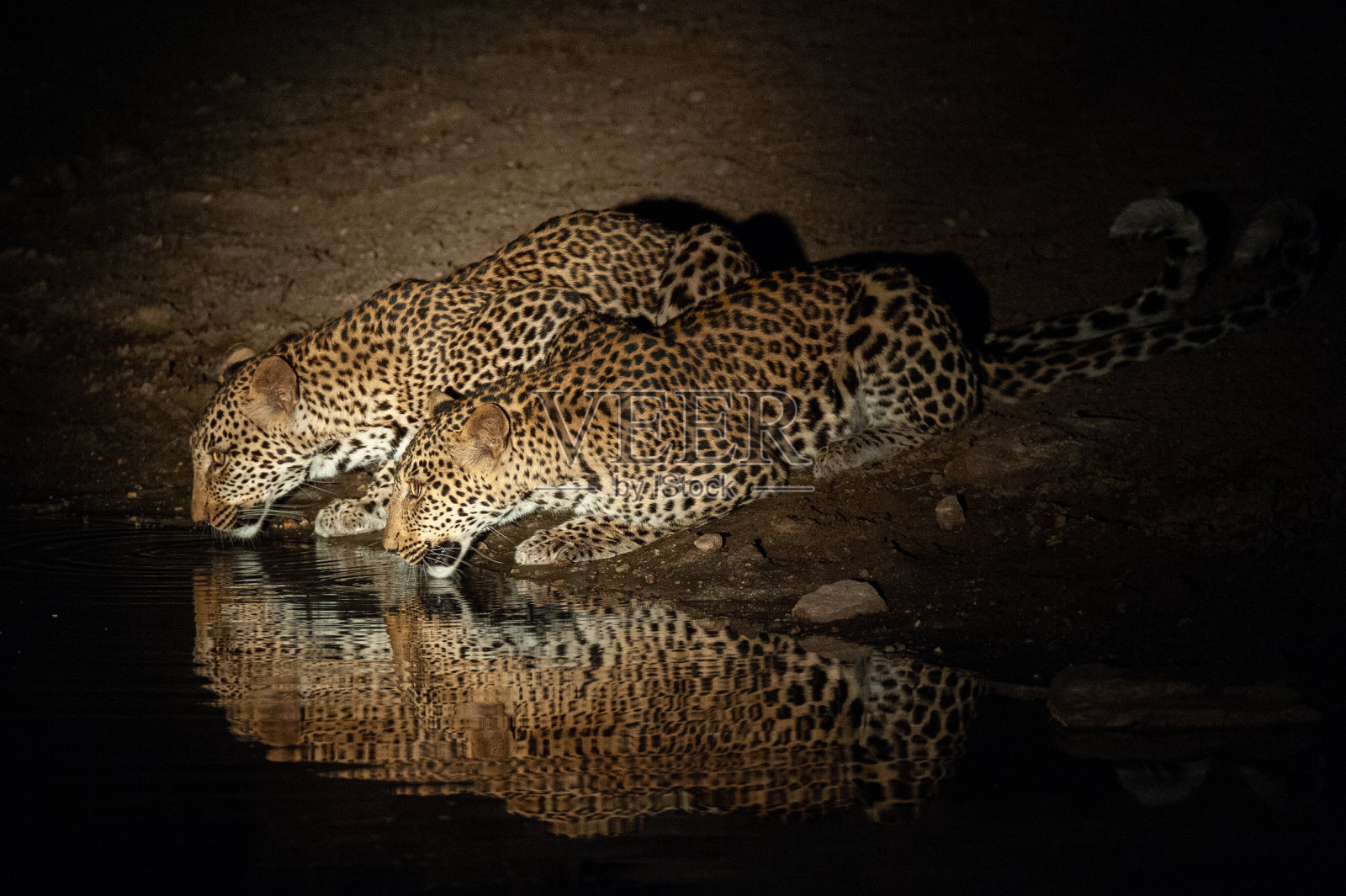 豹兄弟照片摄影图片
