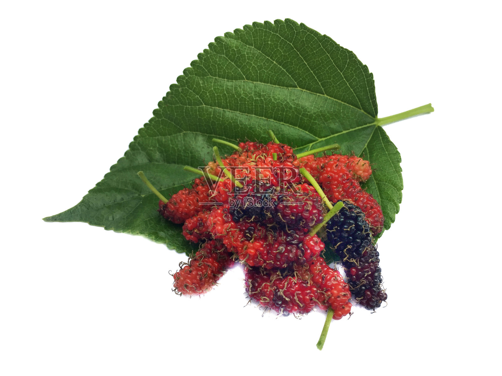 白色背景上的桑叶。照片摄影图片