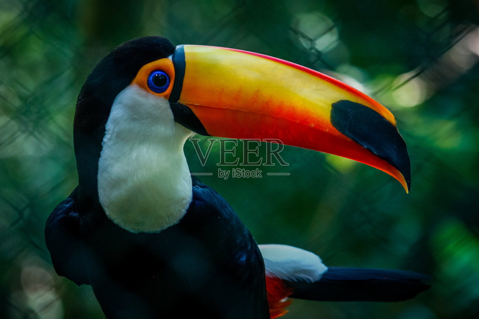 珍奇动物南美阿根廷自然公园,鸟类,巨嘴鸟照片摄影图片