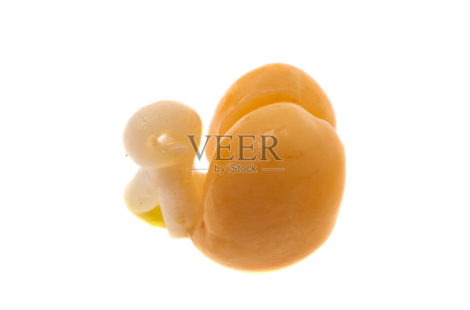 发芽的豆子孤立照片摄影图片