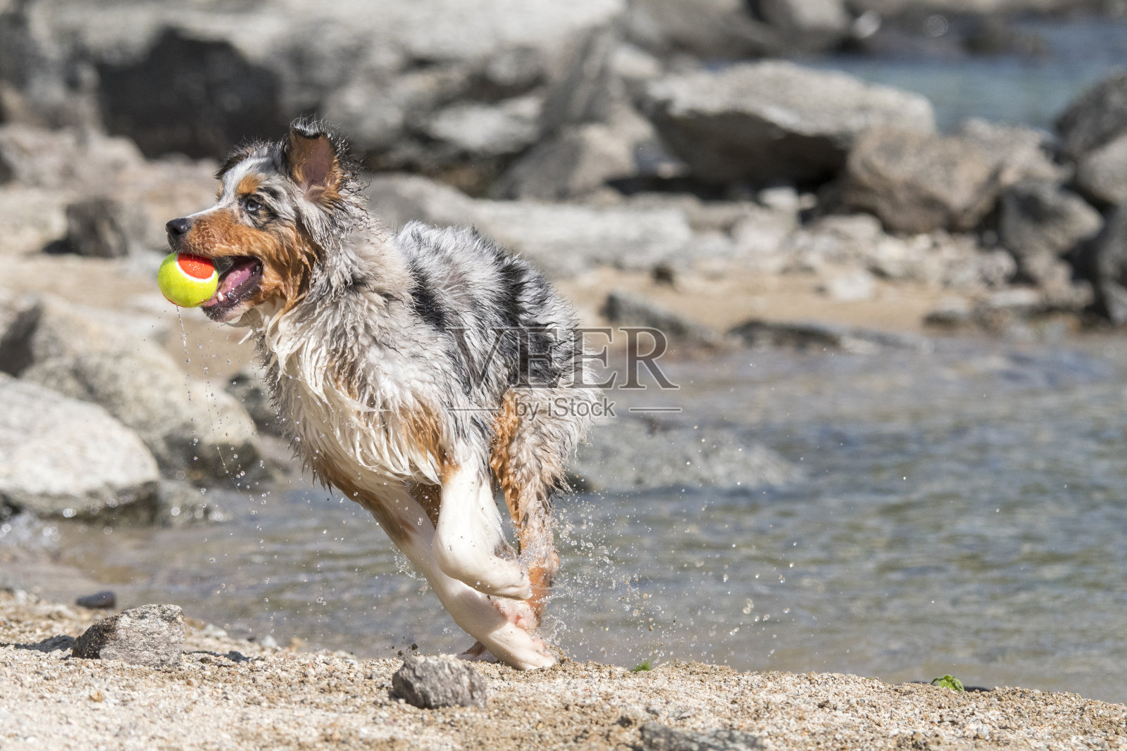 澳大利亚牧羊犬在Ceresole Reale湖岸边奔跑照片摄影图片