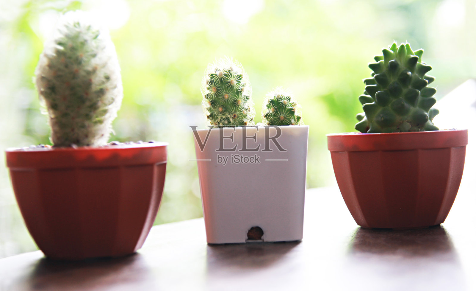 仙人掌或多肉植物在一个模糊的背景上生长在盆里,近距离的仙人掌在一个模糊的背景上生长。照片摄影图片