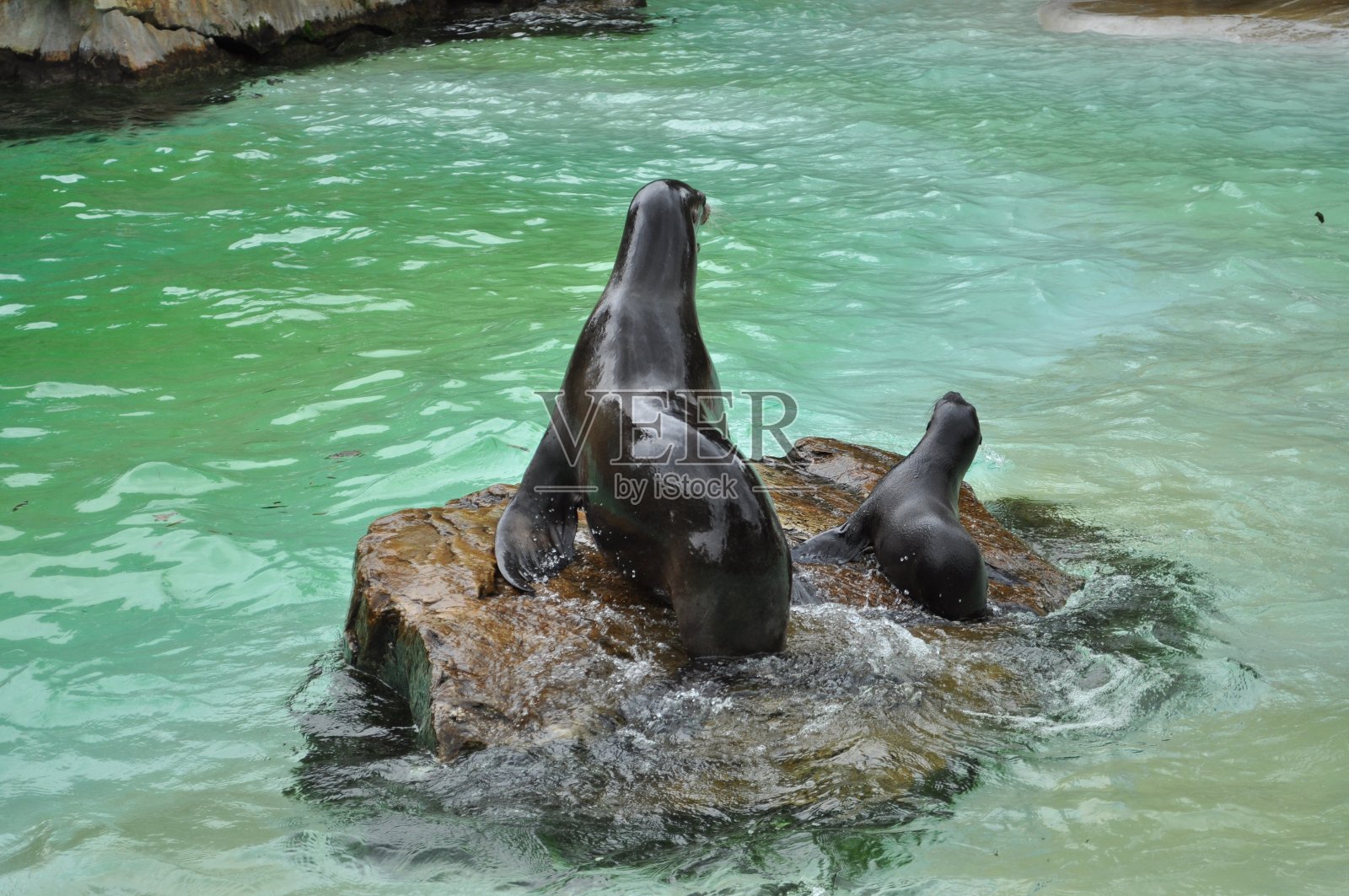 小海豹在水里湿动物和她的孩子坐在一块岩石上休息照片摄影图片