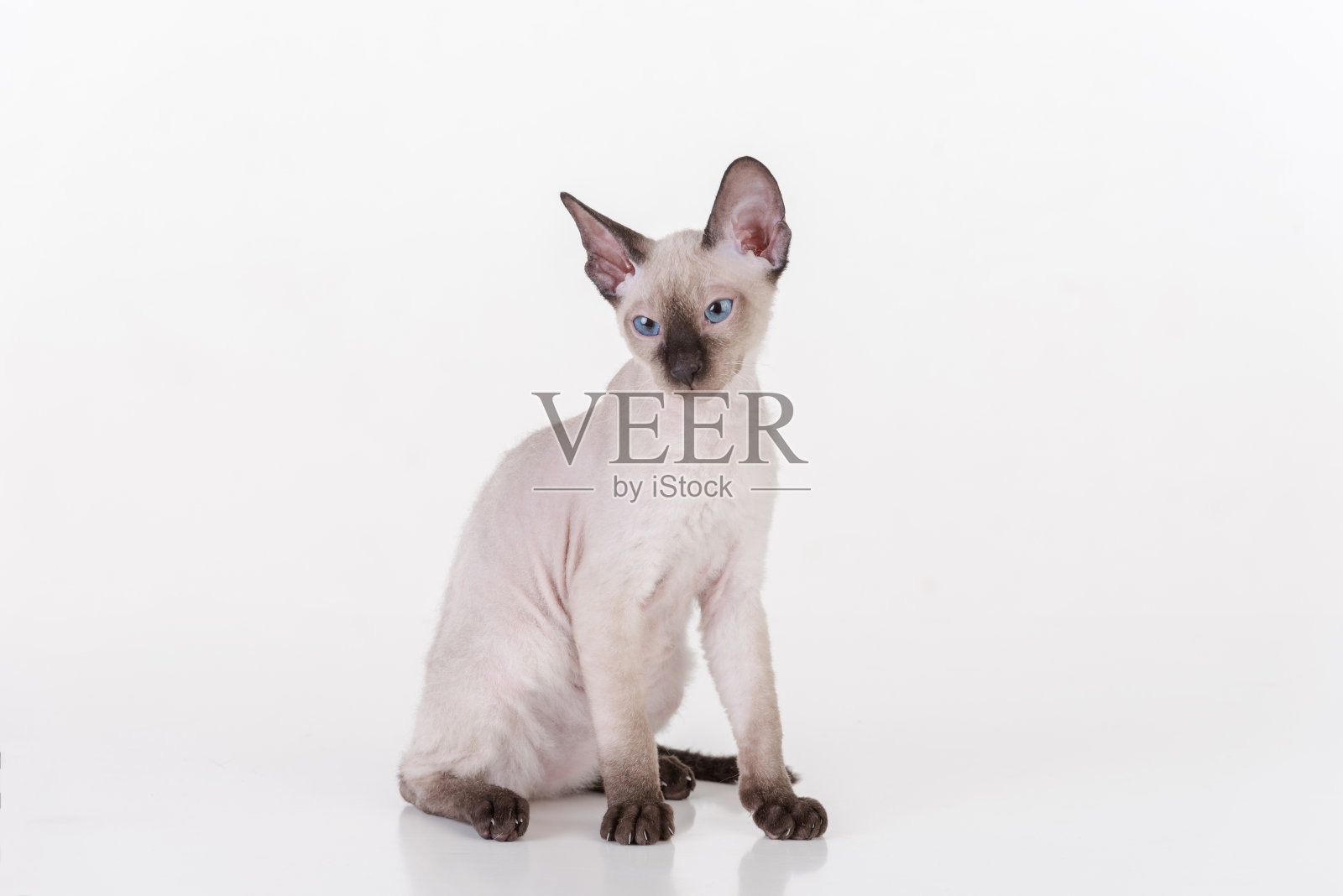 悲伤和好奇明亮的无毛彼得秃头斯芬克斯猫坐在白色的桌子上沉思。白色背景照片摄影图片