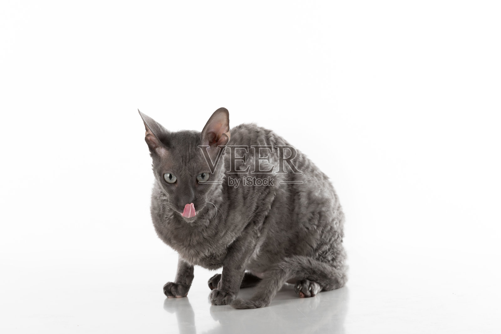 黑色康沃尔郡雷克斯猫坐在白色桌子上沉思。白色背景。肖像。张开嘴,伸出舌头。照片摄影图片