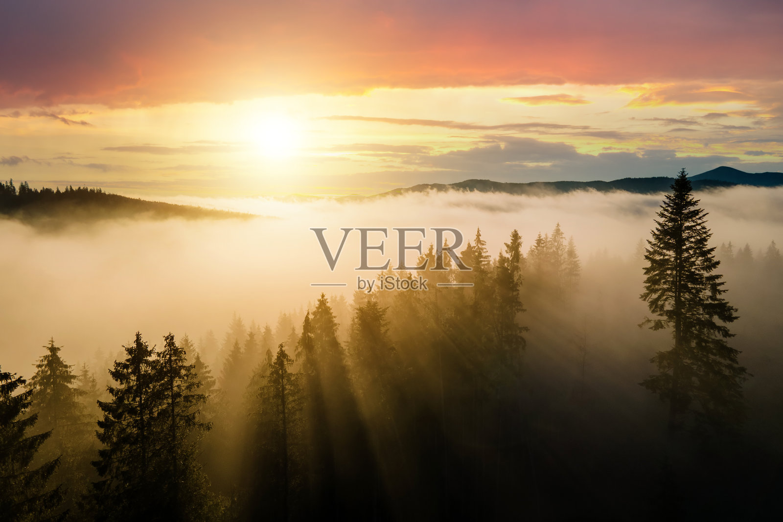 鸟瞰图的深绿色松树在云杉森林与日出的光线透过树枝在雾蒙蒙的秋天山。照片摄影图片